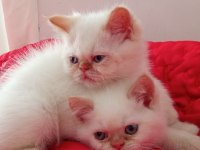 İran kedisi 2 aylık yavrular