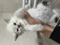 Sevimli Oyuncu Yavru Kediler