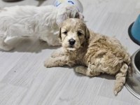 Rezerveye Açık Maltipoo Yavrularımız
