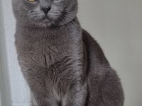 Kısırlaştırılmış ücretsiz british shorthair erkek