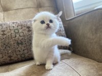 Irk Garantili Scottish Fold Shorthair Silver Bebeğimiz