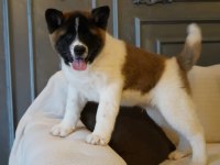 %100 american akita yavruları