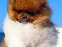 Muhteşem Ve Nadir Renkli Pomeranian