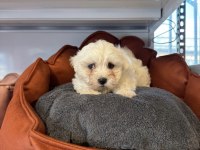 Teacup Maltese Terrier Yavrularımız