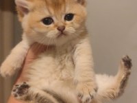 Ny11 Golden British Shorthair Erkek Bebek