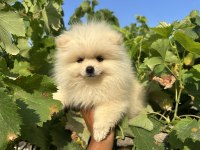 Pomeranian Boo Yavrular