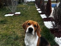 2 Yaşında Safkan Beagle