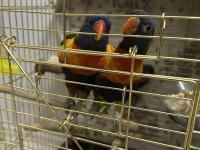 1.5 Yaşında Lori Takım Eşe Yeni Atıldı