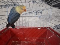 Cennet Yavru El Besleme İsteyene Hazır Takım Olarak