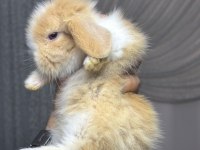 Hollanda Cüce Ve Mini Lop Tavşanlar Her İşe Gönderilir