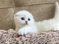 Full şecereli anne babanın scottish fold bebeği
