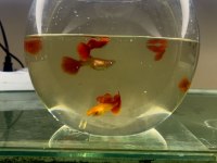 Lepistes full red albino