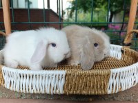 Orjinal Hollanda Teddy Lop Tavşanı Yavrular