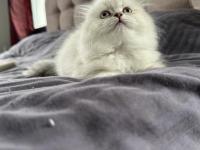 Bayram Şekerleri Kediler (Redpoint Ve Golden Point)