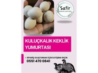 Kuluçkalık keklik yumurtası