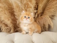 Dünya Tatlısı Saf Kan Golden British Longhair