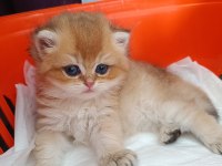 Muhteşem Güzellikte Golden Ve Silver British Yavrular