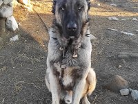 Sivas'tan Has Kangal Köpeği Yavrular