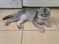 Scottish fold çiftleşme