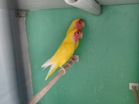 Kırmız göz sevda papağanı takım