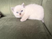 Point British Shorthair Yavrular