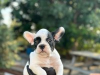 Aa+ Kalite French Bulldog