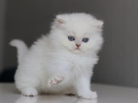 Full şecereli babadan teslime hazır erkek british longhair