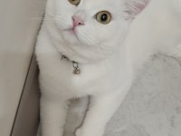 British shorthair acil ücretsiz sahiplendirilecektir