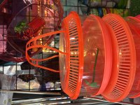 Kırmızı Yanak Singapur Kaplumbağası