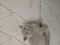 Son Kalan Safkan Orjinal Dişi British Shorthair Yavrum