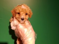 Sevimli Maltipoo Yavrusu Köpeğimiz