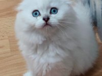 Scottish fold longhair dişi