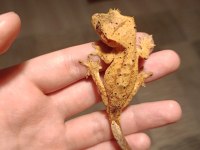 Yellow dalmatian crested gecko
