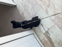 5 Aylık Uysal Yavru French Bulldog