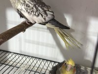 Sağlıklı Sultan Papağanı Kuşlar