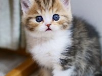 Şeker Suratlı Black Golden British Shorthair Yavrumuz