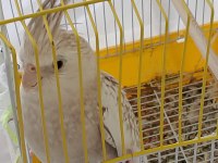 6 Aylık Sultan Papağanı