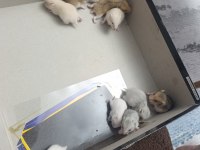 Yavru Hamsterlar Yeni Sahibini Bekliyor