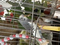 Yavru Muhabbet Kuşumuz