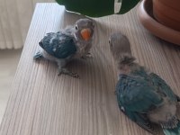 El Besleme Yavru Cennet Papağanımız