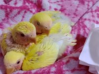 Evde Beslediğim Takım Sevda Ve Yavruları Sahiplerini Arıyor