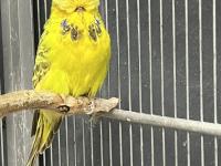 Sağlıklı, Genç Ve Üretime Uygun Show Muhabbet Kuşlar