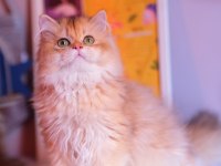 Safkan Şecereli Ny 12 Erkek British Longhair