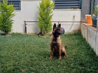 7 Aylık Dişi Aşıları Tam Belçika Kurdu Çip Takıldı