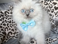 Ev ortamından kaliteli erkek british longhair yavrular