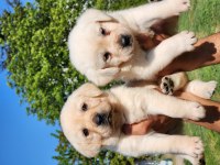 A Kalite Labrador Yavrularımız