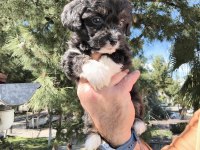 Sevimli maltipoo köpekler