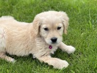 2,5 Aylık Minik Golden Retriever Yavrusu