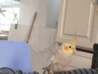 45 Günlük Sultan Papağanı