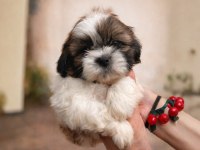 Shih Tzu Dişi Erkek Yavrular Özel Renk Mevcut